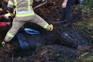 Koń tonął w torfowisku w Ostródzie. Uratowali go strażacy 