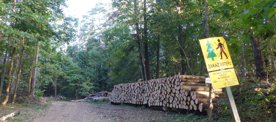 Wycinka drzew w lesie koło Ługwałdu nie ma nic wspólnego z północną obwodnicą Olsztyna.