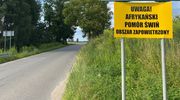 92 szt. świń zutylizowane z powodu ASF