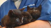 Kocięta czekają na nowe domy