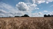 NieboLema na niebiesko-żółto