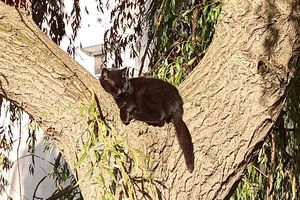 Prenumerata za zdjęcie: kot na drzewie