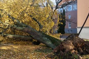 Wichura zniszczyła zabytkowe drzewa w Kortowie