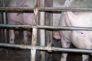 Ognisko ASF w Bratianie! W hodowli było 269 sztuk świń