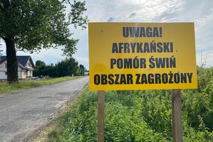 W okolicy Mszanowa znaleziono dzika z ASF