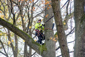 Władze UWM-u ratują zabytkowe drzewa w olsztyńskim Kortowie