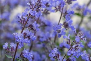 Najpiękniejsze niebieskie kwiaty do domu i ogrodu