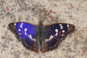 Motyle – delikatne piękności i latające wiedźmy
