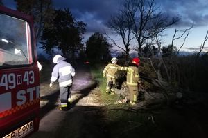 Silny wiatr w Elblągu i powiecie. Strażacy interweniowali kilkadziesiąt razy