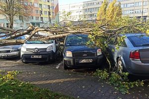 Co zrobić jak drzewo spadnie Ci na samochód? Ubezpieczyciel zapłaci Ci za szkody? 