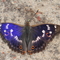 Motyle – delikatne piękności i latające wiedźmy [felieton przyrodniczy S. Blonkowskiego]