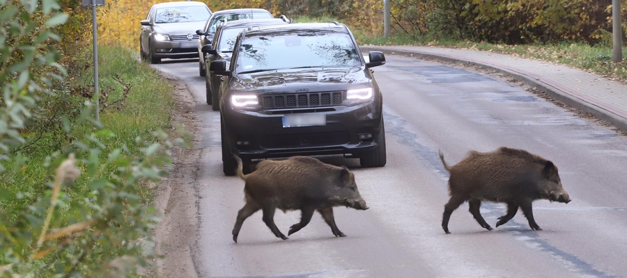 Uważaj na drodze. Dziki nie znają przepisów ruchu drogowego!