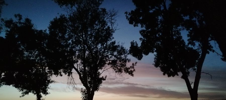Jak się tak leży godzinami w nocy, to myśleniem można zajść bardzo daleko i w bardzo dziwne strony...
Stanisław Lem, Solaris  

Na fot: "Niebiańskie drzewa pod Działdowem"