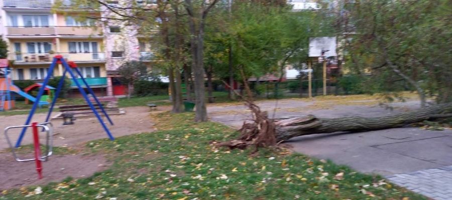 Złamane drzewo przy placu zabaw, ul. Smolki