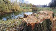 Wichura zniszczyła park. Co z niego zostało?