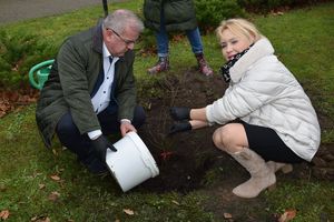 Helwinga rośnie w parku