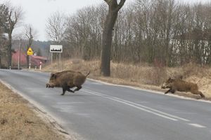 Uwaga na zwierzęta na drodze