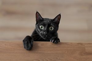 Dlaczego czarne koty przynoszą pecha?