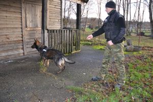 Pies uratował funkcjonariusza Straży Granicznej przed agresywnym mieszkańcem powiatu braniewskiego