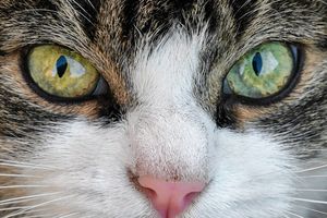 Ruszyła bezpłatna kastracja kotów wolno żyjących oraz kotów i psów właścicielskich w Olsztynie