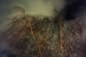 NieboLema: drzewo z horroru