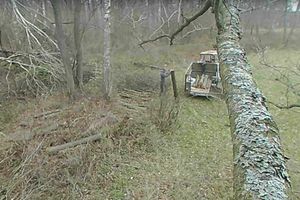 Mieszkaniec gminy Rozogi ściął w lesie 6 dębów. Chciał z nich zrobić słupki do ogrodzenia. Wpadł w fotopułapkę [VIDEO]