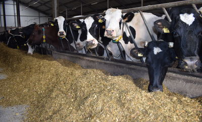 Apel Rady Sektora Wołowiny do ministra rolnictwa w sprawie wdrożenia EUDR