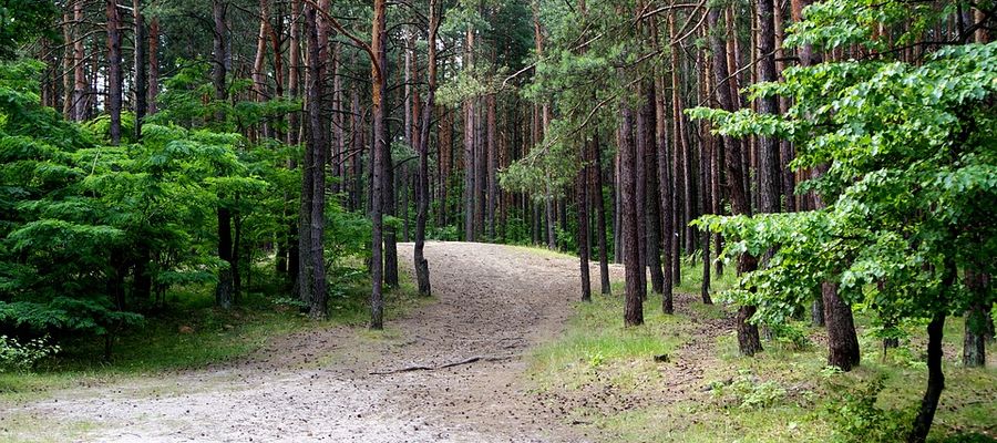 Jesteś właścicielem lasu i chcesz dokonać w nim inwestycji? Złóż wniosek