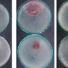 Biologiczna ochrona roślin przed patogenami