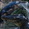 Krokodyle na ratunek mieszkańcom sterroryzowanym przez dziki