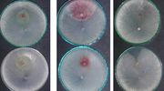 Biologiczna ochrona roślin przed patogenami