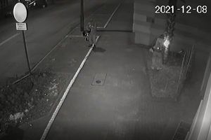 Policja szuka mężczyzn, którzy zniszczyli palmę przy Starostwie Powiatowym w Olsztynie [VIDEO]