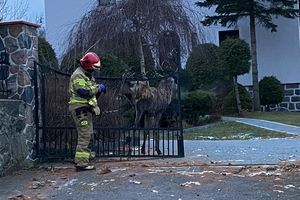 Jeleń utknął w bramie kościoła. Nietypowa akcja ratunkowa
