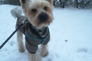 Jak ubrać psa na zimę? 