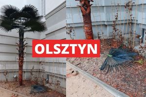 Podpalili palmę w Olsztynie. Teraz czeka ich kara