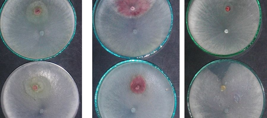Kontrolowane warunki wzrostu Fusarium w obecności antagonisty Trichoderma