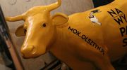"Kup pan krowę". MOK w Olsztynie sprzedaje swoje maskotki
