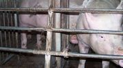 Nieoprocentowana pożyczka dla producentów świń na obszarze ASF