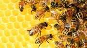 Można składać wnioski na dotacje do pszczół