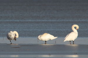 Monitoring Zimujących Ptaków Wodnych na Niegocinie i Kanale Łuczańskim