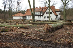 Szkoda wyciętych drzew