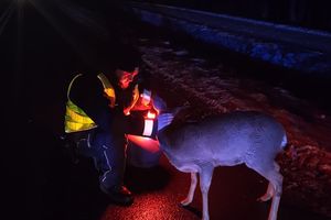 Policjanci uratowali młodego koziołka