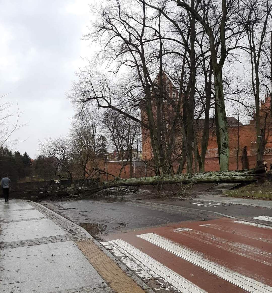 Olsztyn: na ulicę Nowowiejskiego spadło drzewo