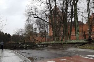 Olsztyn: Powalone drzewo zatarasowało Nowowiejskiego