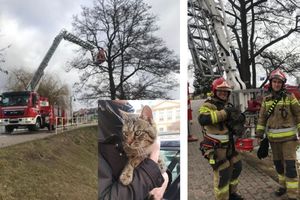 Iławscy strażacy uratowali kotka. Teraz czeka w schronisku