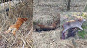Na terenie Nadleśnictwa Bartoszyce bestialsko zabito dwa psy i ciężarną łanię