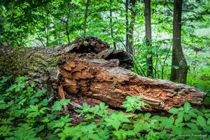 Martwe drzewo tętni życiem. Już w poniedziałek będziemy obchodzić Międzynarodowy Dzień Lasów