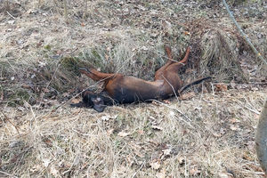 Warmińsko-Mazurskie: Zabił bestialsko dwa psy, ciężarną łanię i uciekł