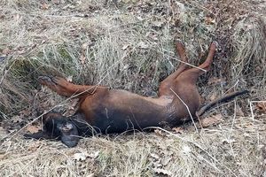 Zastrzelono dwa psy w gminie Kiwity 