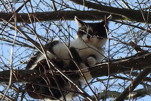 Przez tydzień kot siedział na drzewie, zdjęli go strażacy...